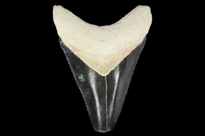 Serrated, Fossil Megalodon Tooth - Florida #114095